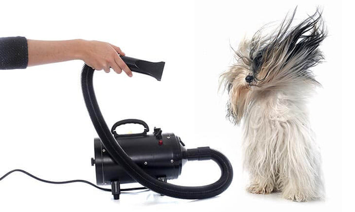 Je hond drogen na het wassen - belangrijk ja of nee?