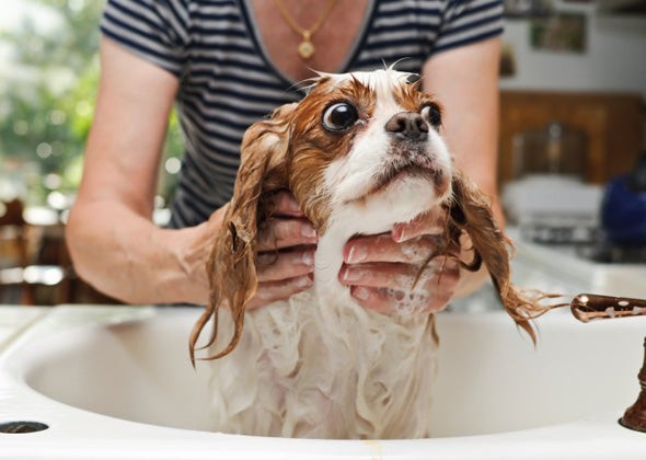De grootste fout bij het wassen van onze honden en katten... 
